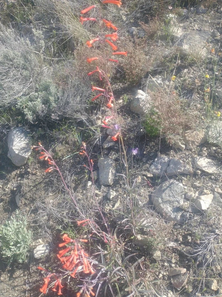 Penstemon Subulatus