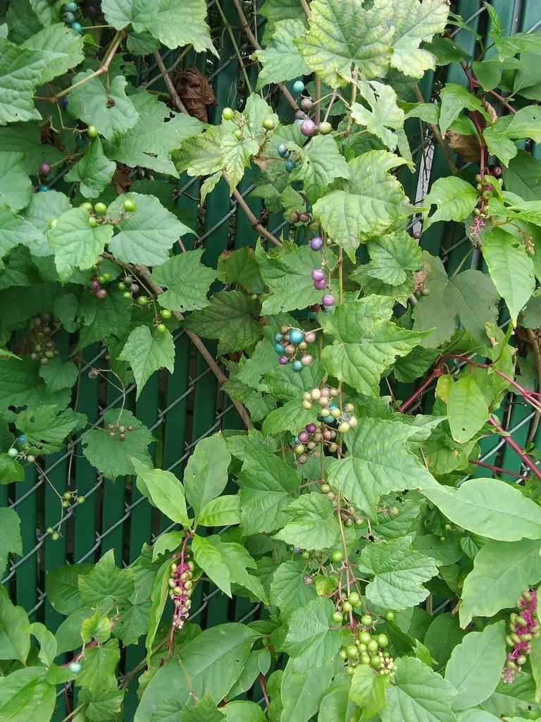 Ampelopsis Brevipedunculata