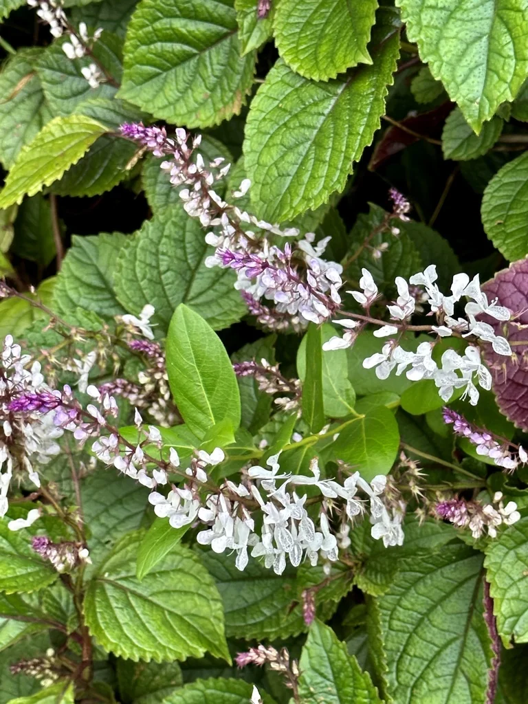 Plectranthus ciliatus