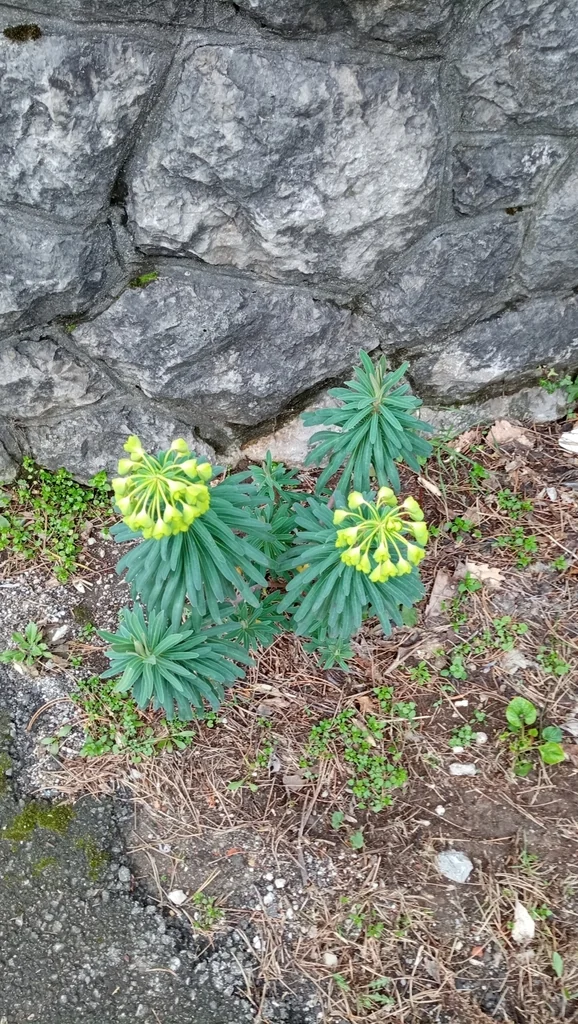 Euphorbia Characias Wulfenii