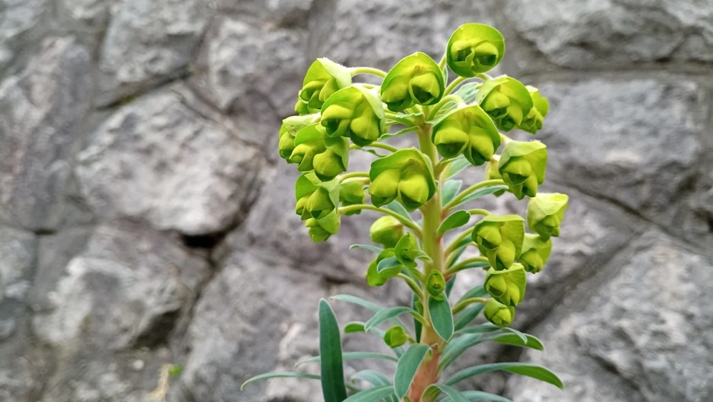 Euphorbia Characias Wulfenii