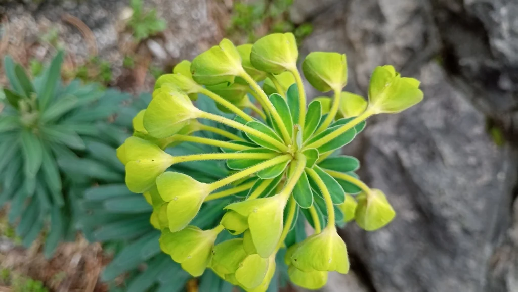 Euphorbia Characias Wulfenii