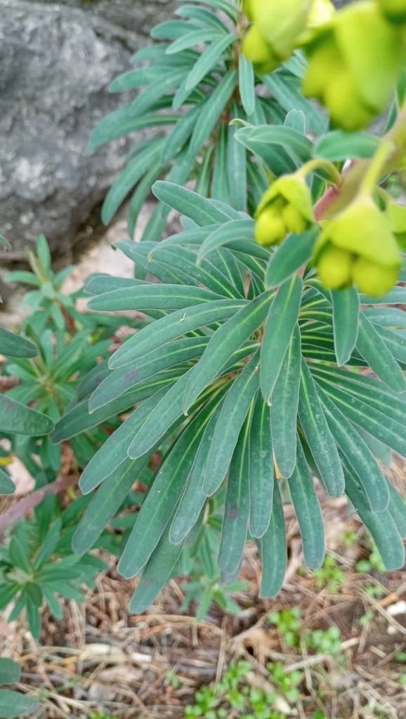 Euphorbia Characias Wulfenii