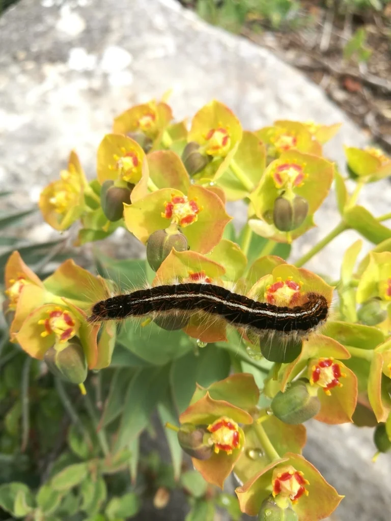 Euphorbia Rigida