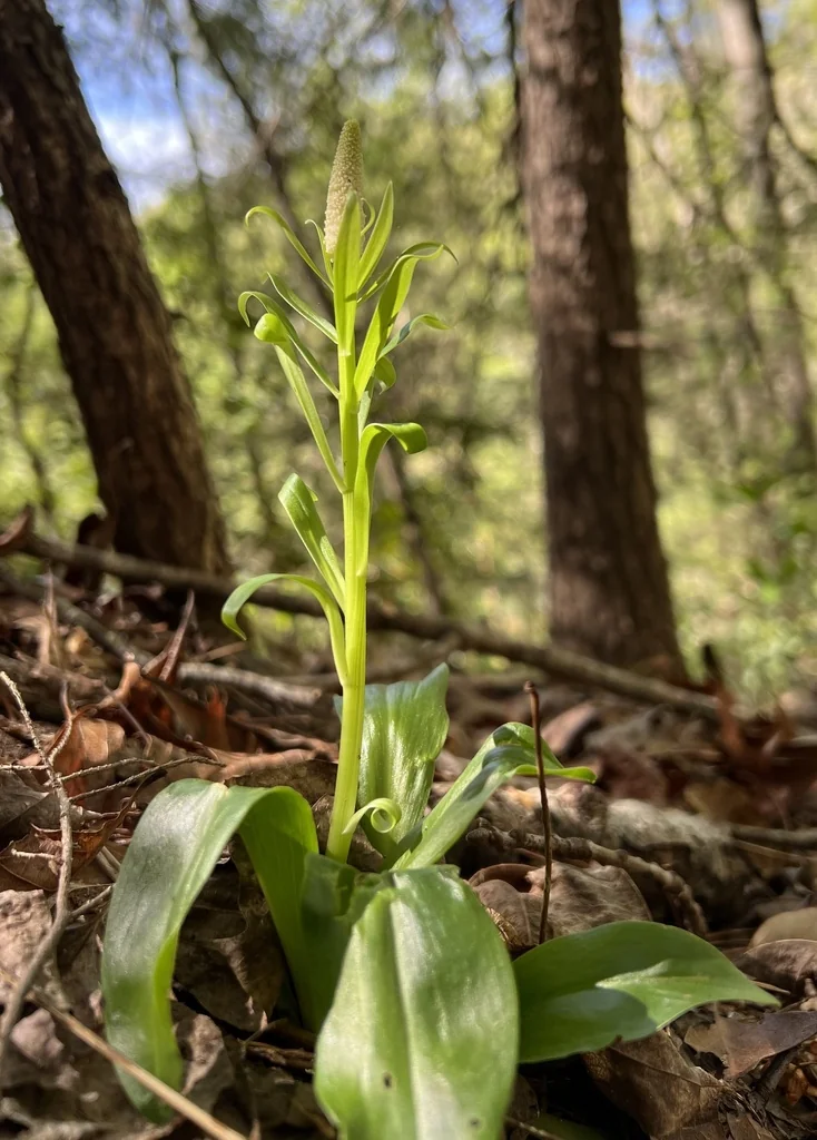 Chamaelirium Luteum