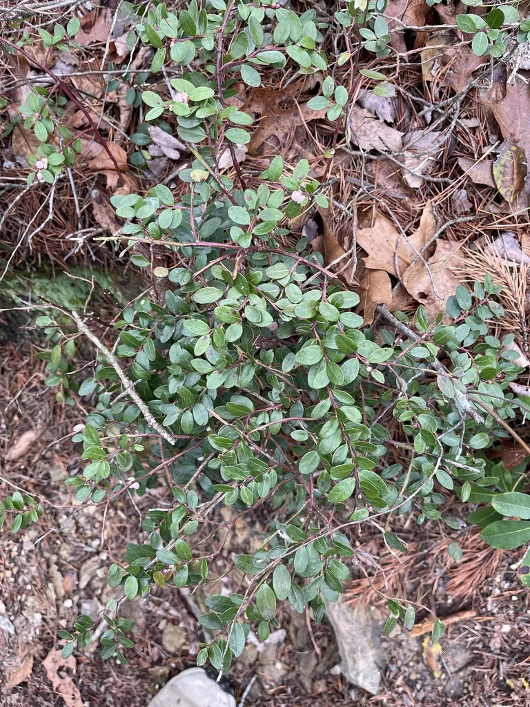 Gaylussacia Brachycera