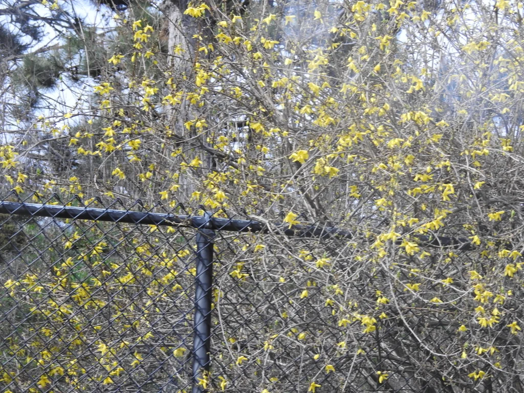 Forsythia x intermedia