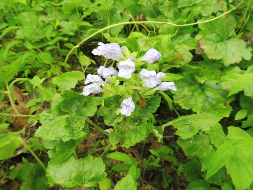 Meehania Cordata