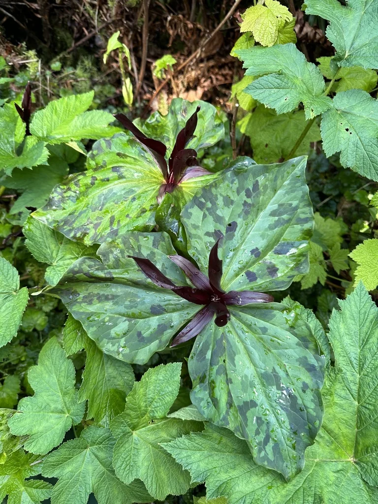 Trillium Kurabayashii