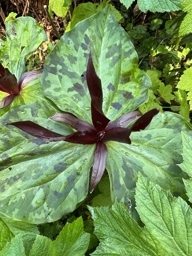 Trillium Kurabayashii