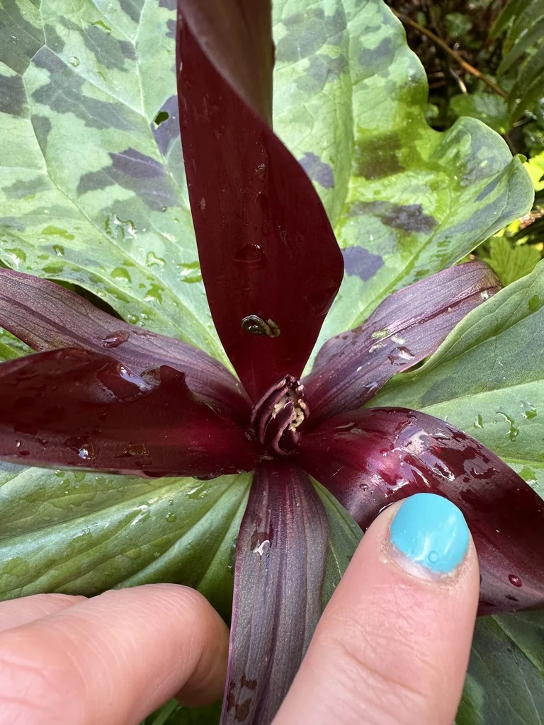 Trillium Kurabayashii