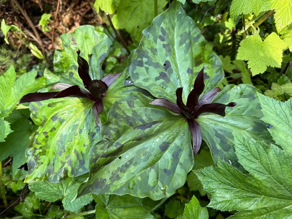 Trillium Kurabayashii