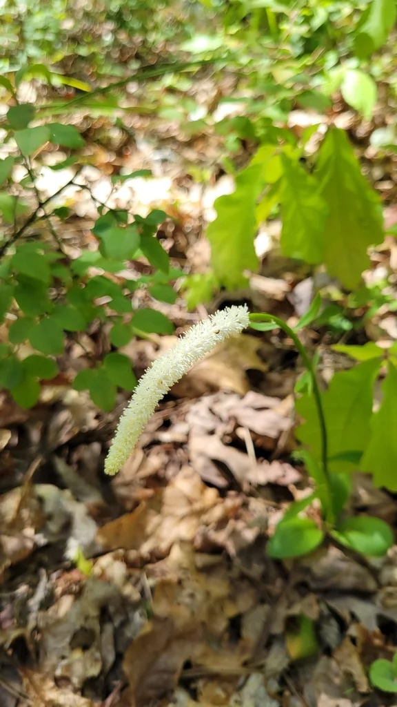 Chamaelirium Luteum