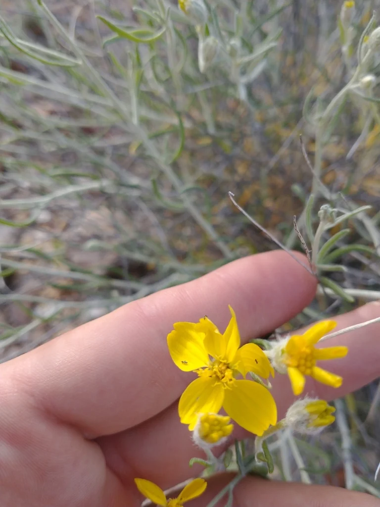 Psilostrophe Cooperi