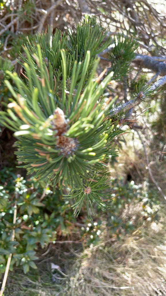 Pinus Mugo Uncinata