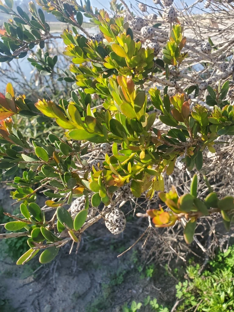 Melaleuca Nesophila