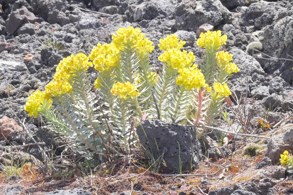Euphorbia Rigida