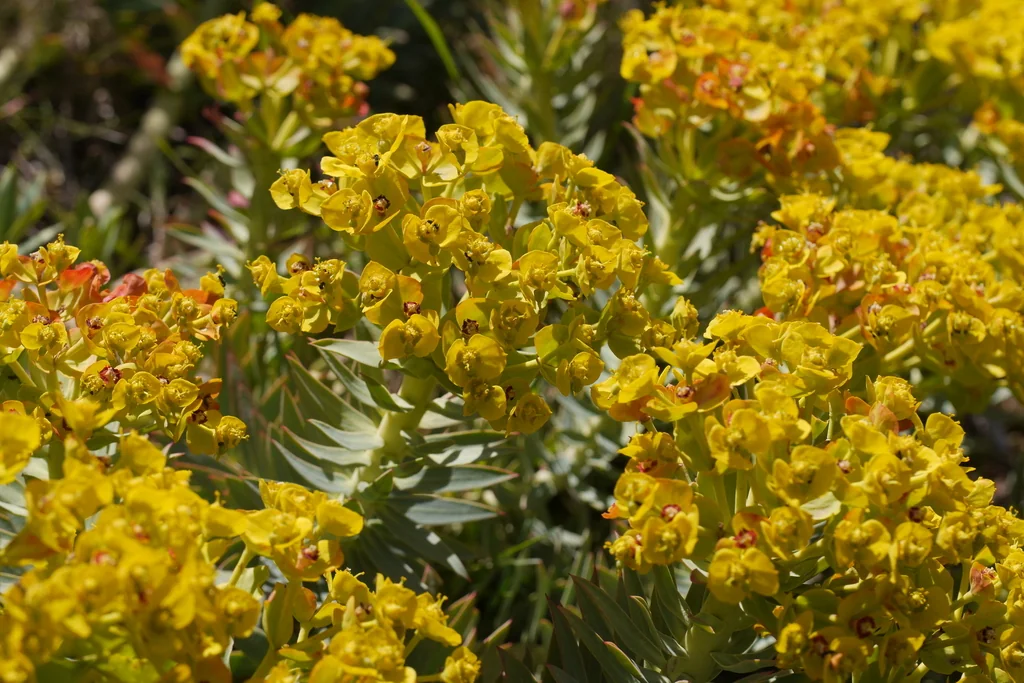 Euphorbia Rigida