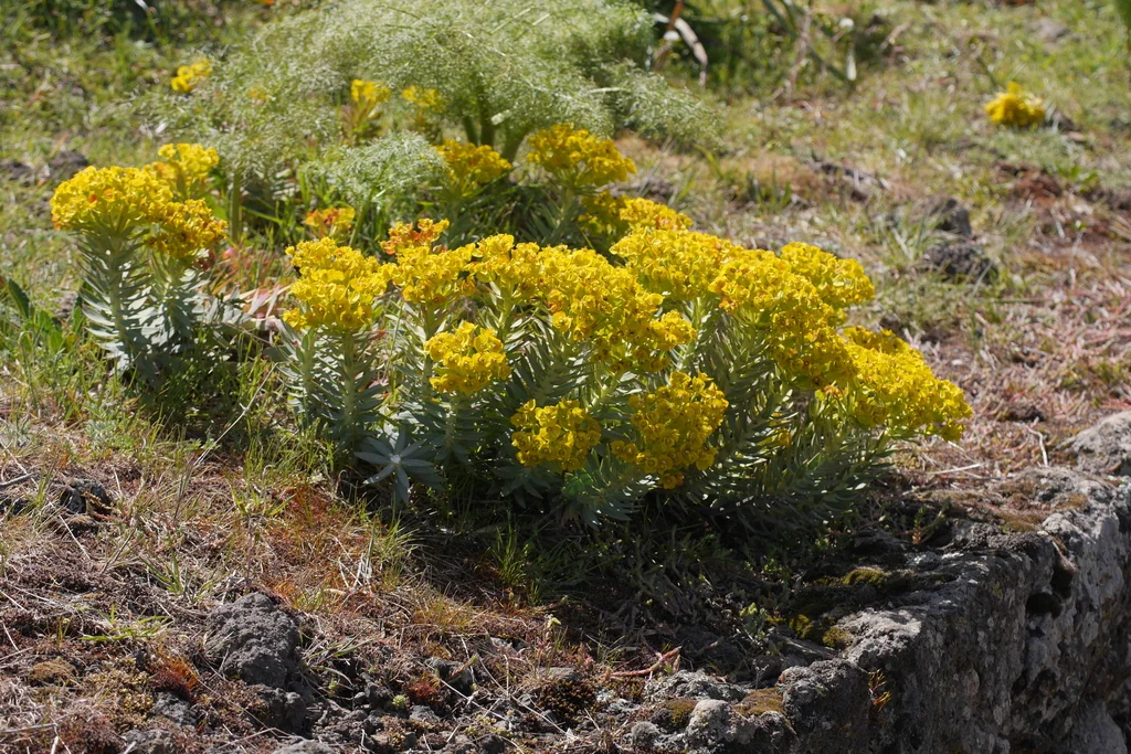 Euphorbia Rigida