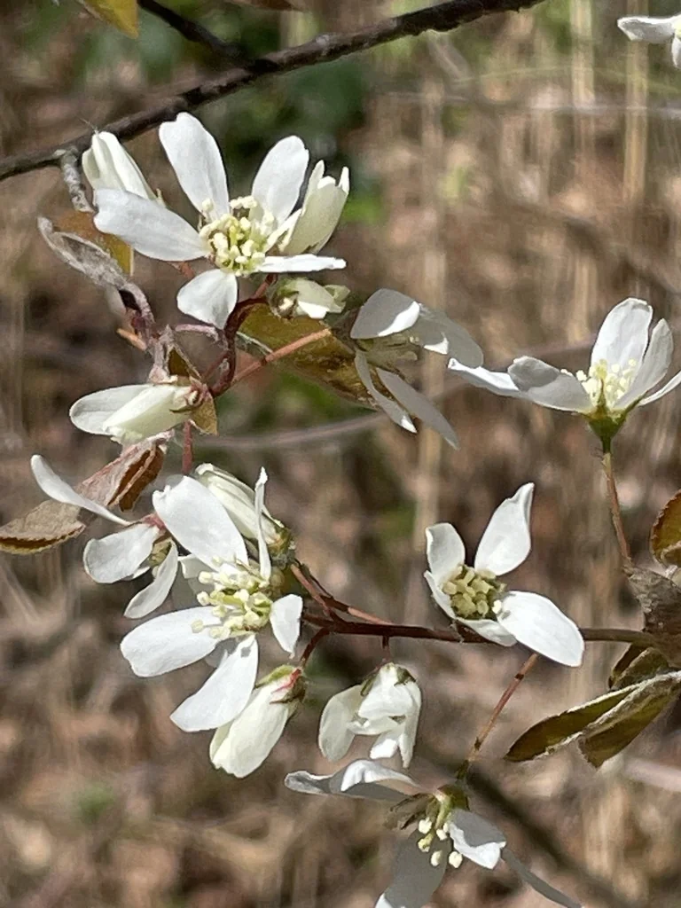 Amelanchier Lamarckii