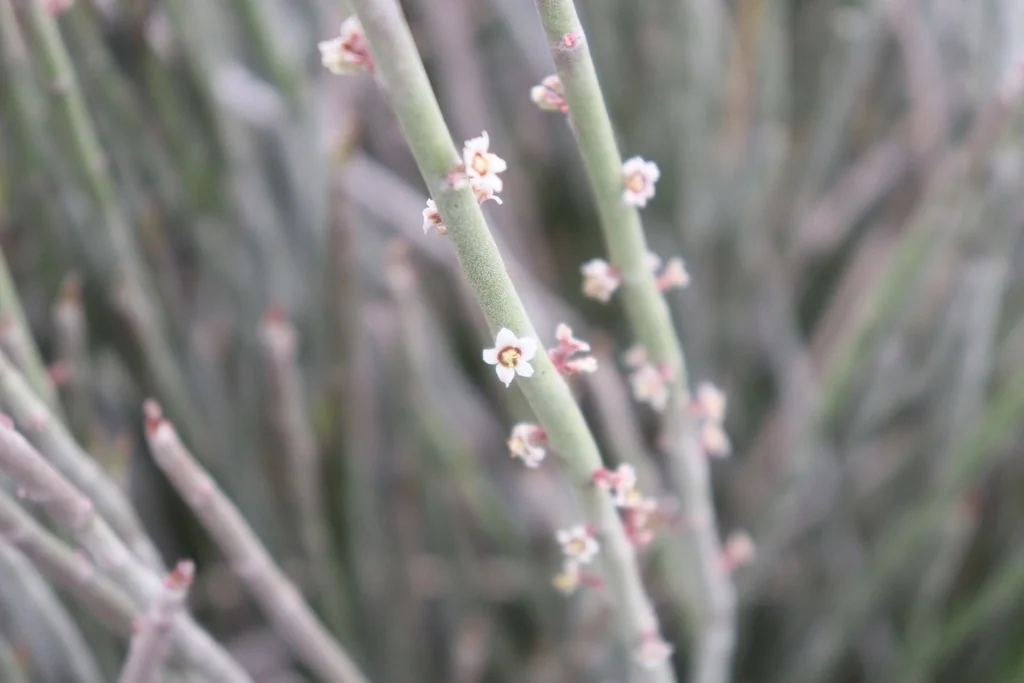 Euphorbia Antisyphilitica