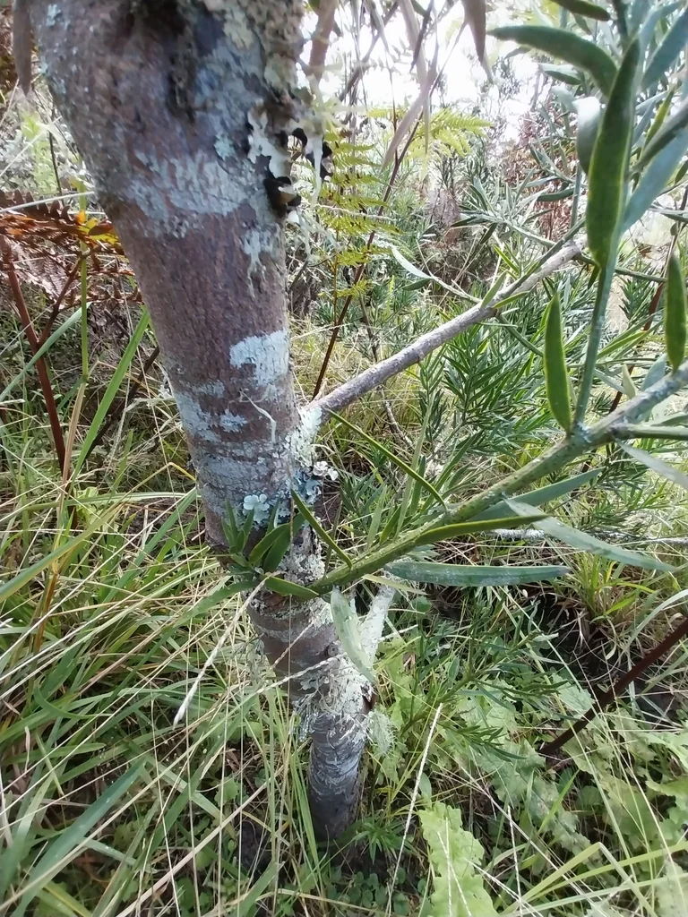 Afrocarpus Falcatus