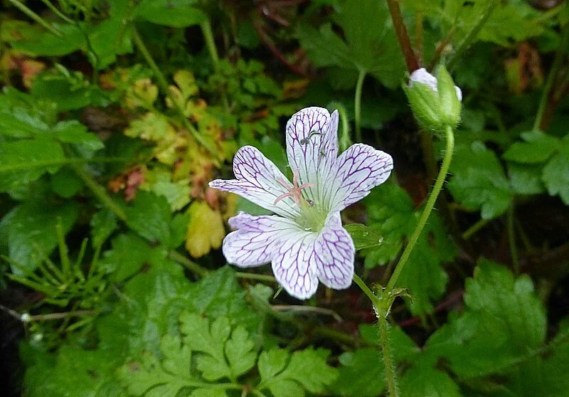 Geranium Versicolor