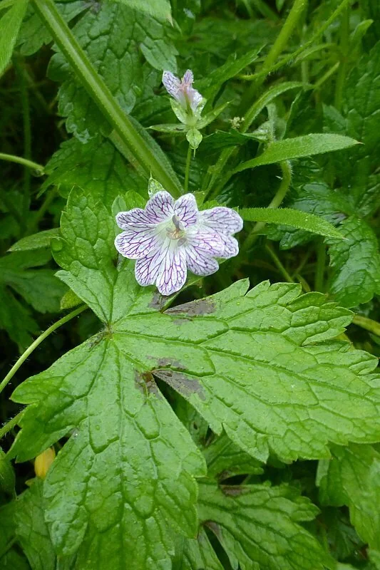 Geranium Versicolor