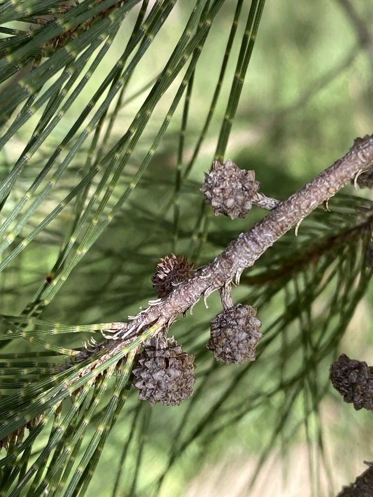 Casuarina Cunninghamiana