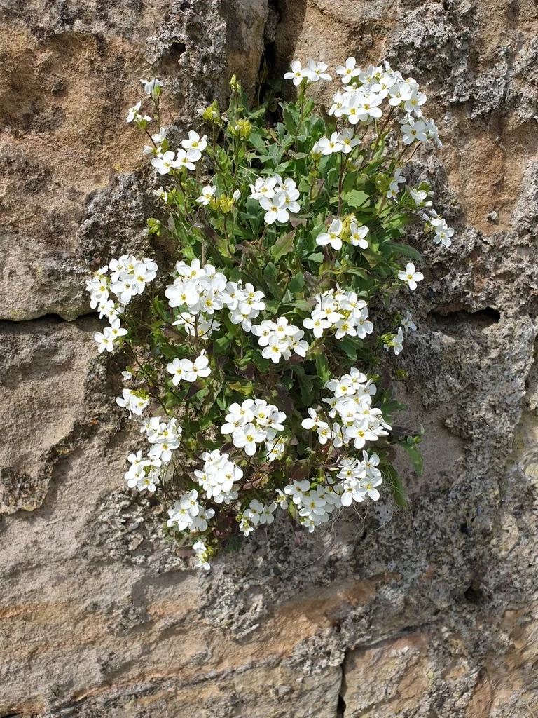 Arabis Caucasica