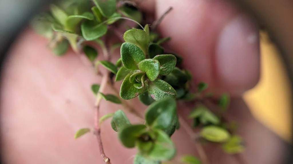 Thymus Praecox Arcticus
