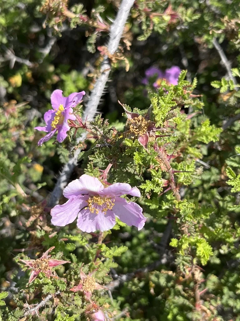Rosa Minutifolia