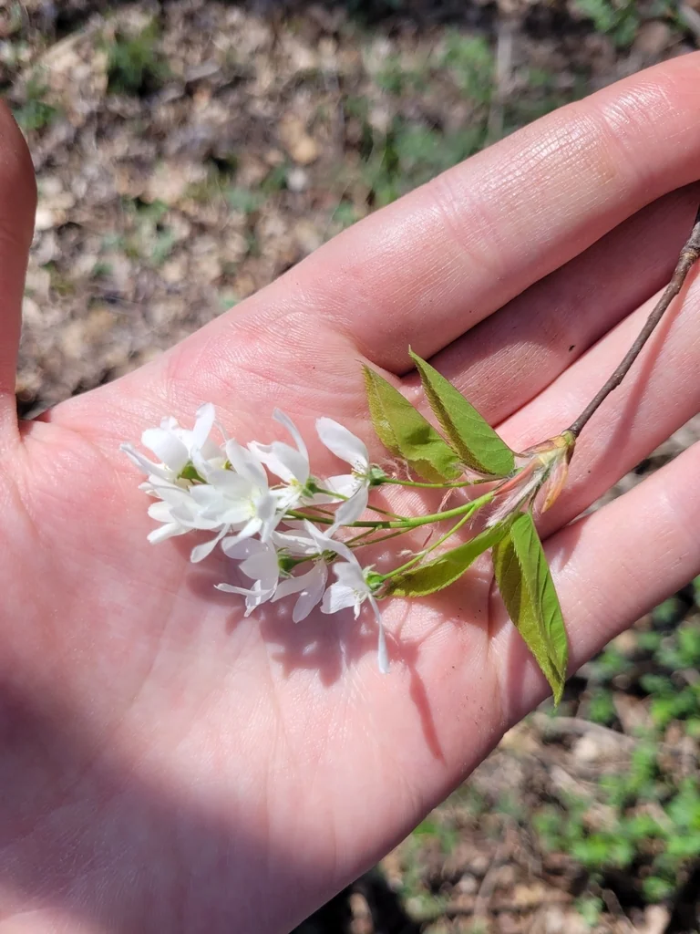 Amelanchier Lamarckii
