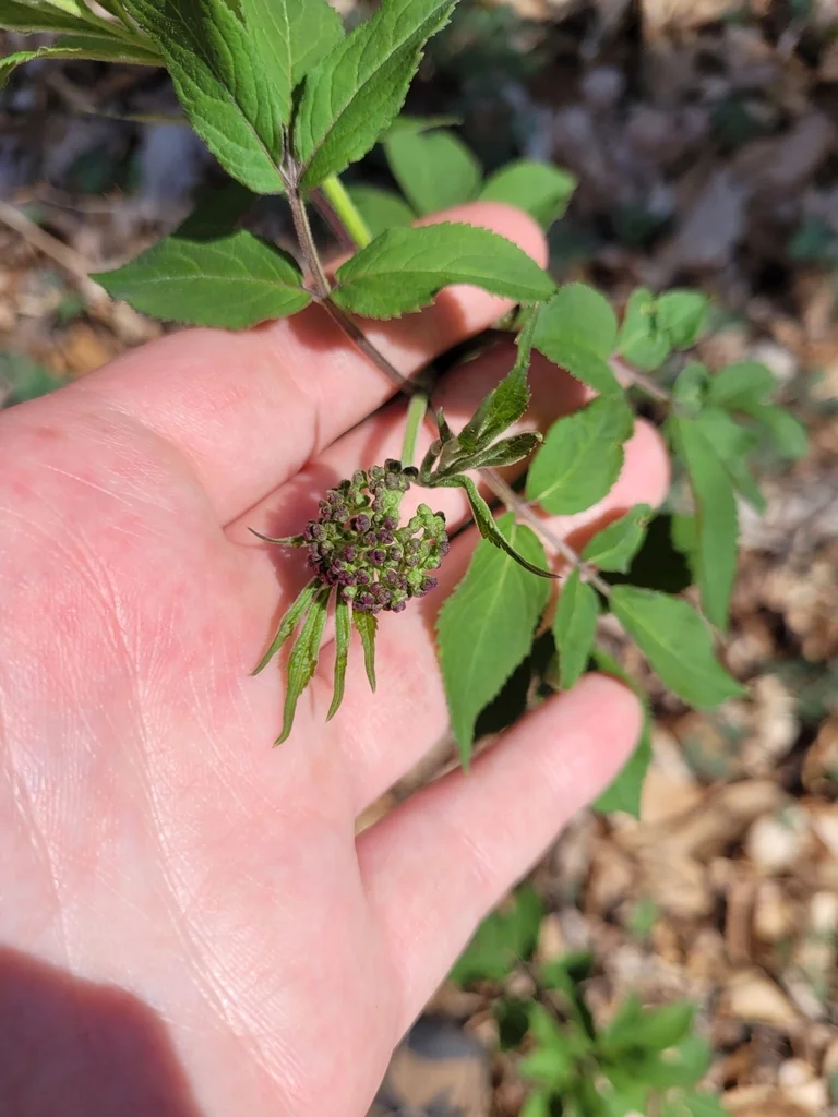 Sambucus Pubens