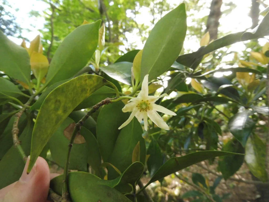 Illicium Anisatum