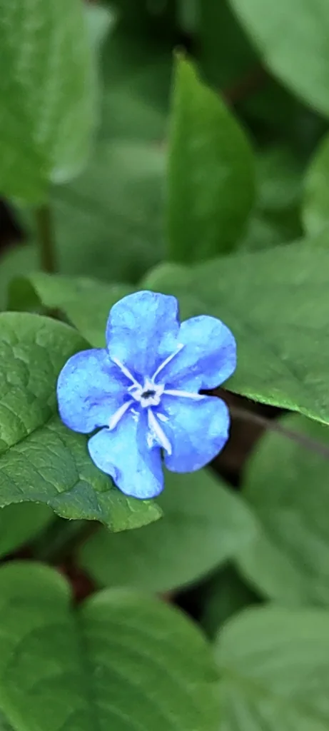 Omphalodes Verna