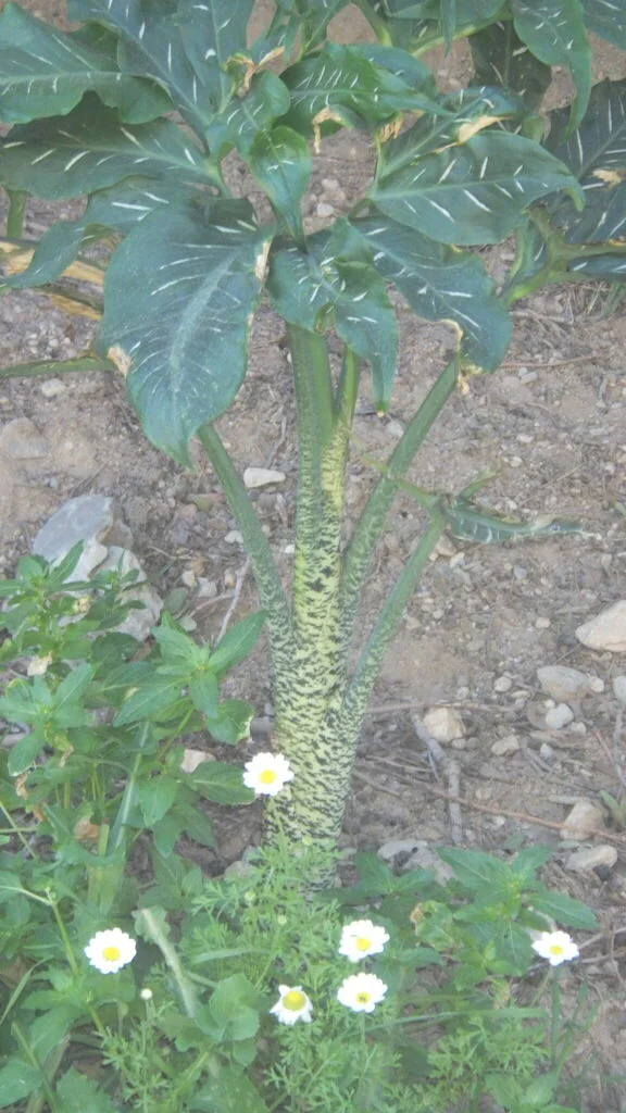 Dracunculus Vulgaris