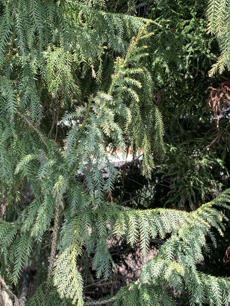 Taiwania Cryptomerioides