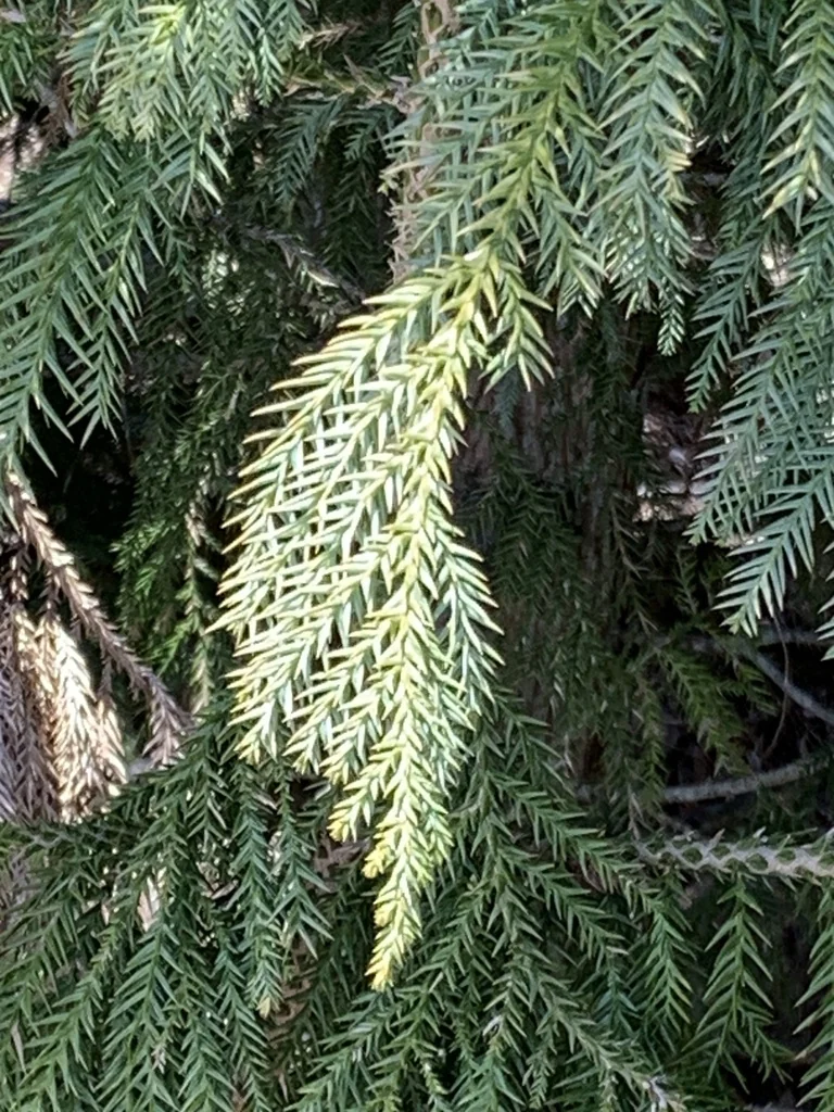 Taiwania Cryptomerioides