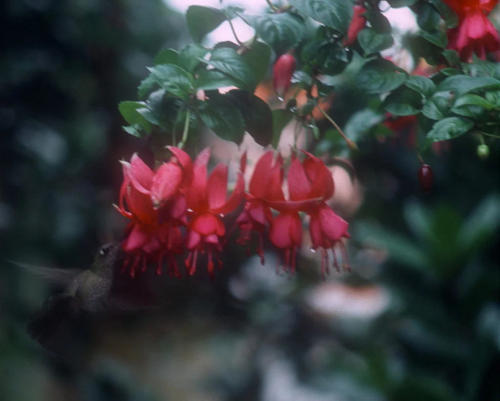 Fuchsia X Hybrida