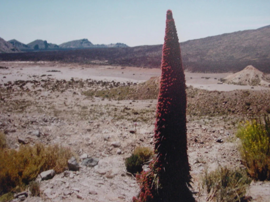 Echium Wildpretii