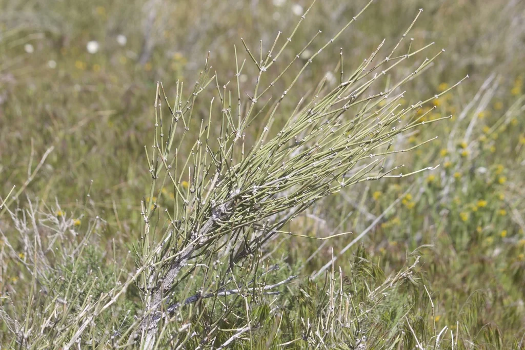 Ephedra Californica