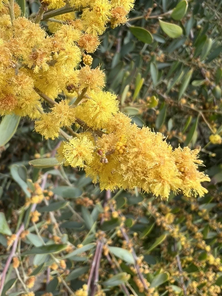 Acacia Redolens