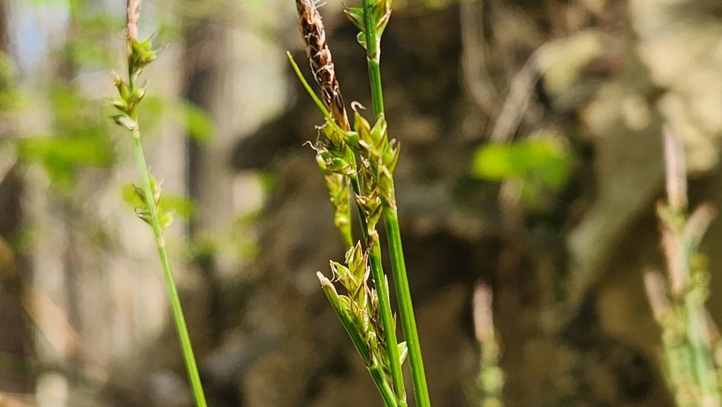 Carex Albicans