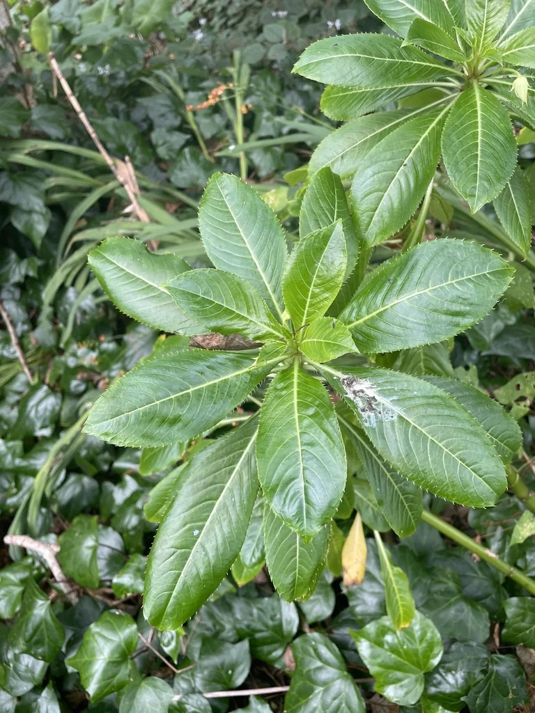 Impatiens Sodenii