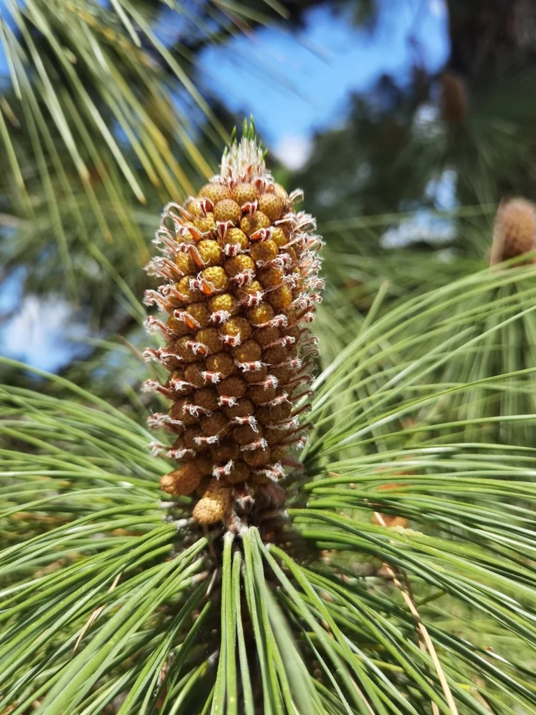Pinus Canariensis
