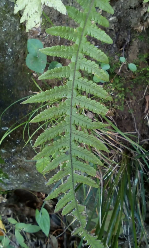 Thelypteris Decursive-Pinnata