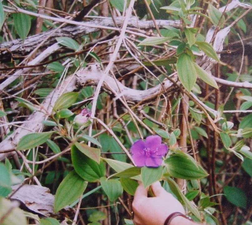 Tibouchina Urvilleana