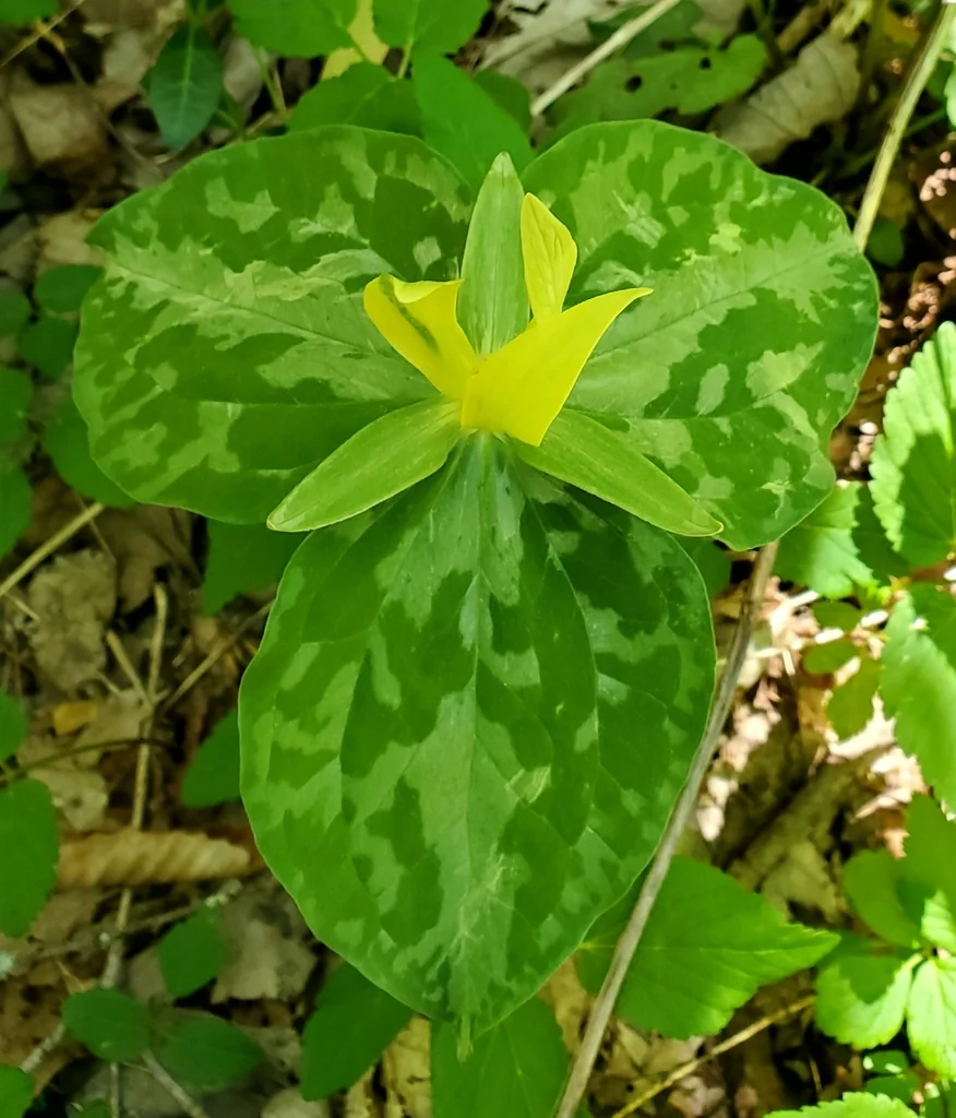 Trillium Luteum
