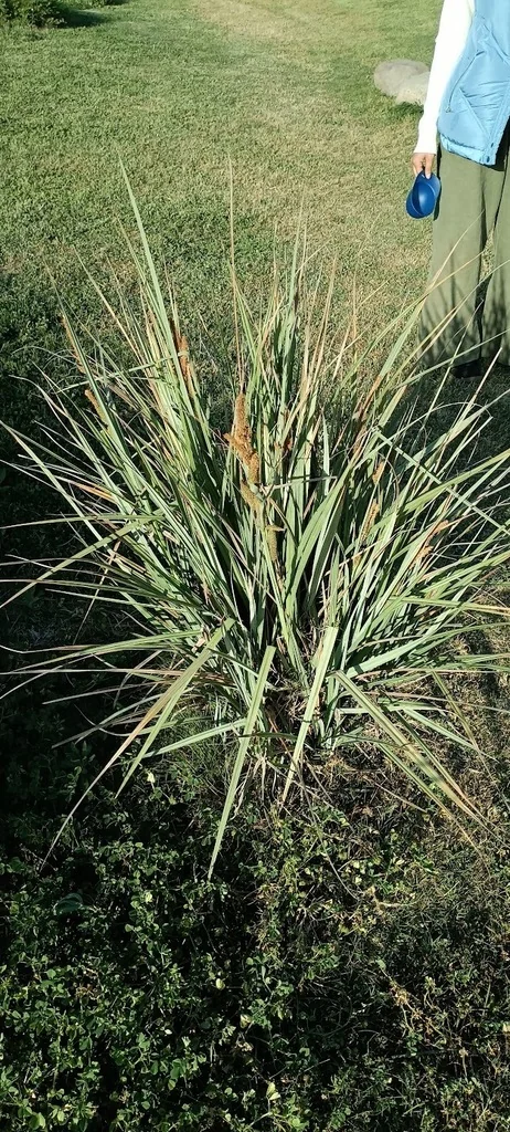 Carex Spissa